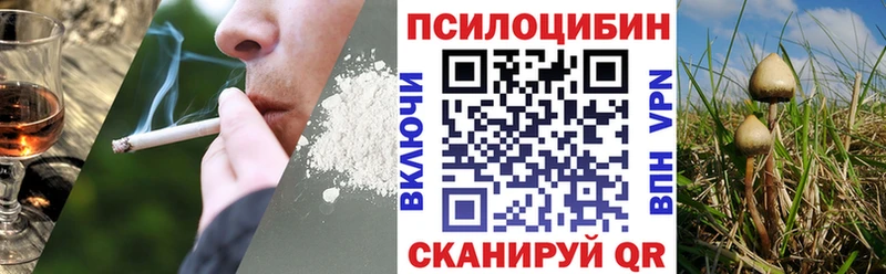 Купить где  Жуков  Псилоцибиновые грибы Psilocybine cubensis 
